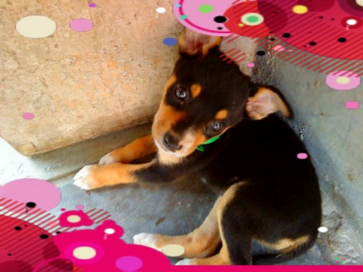 Mi pequeña Choly cuando era cachorrita ♥-♥ Mi pequeña Choly cuando era cachorrita ♥-♥